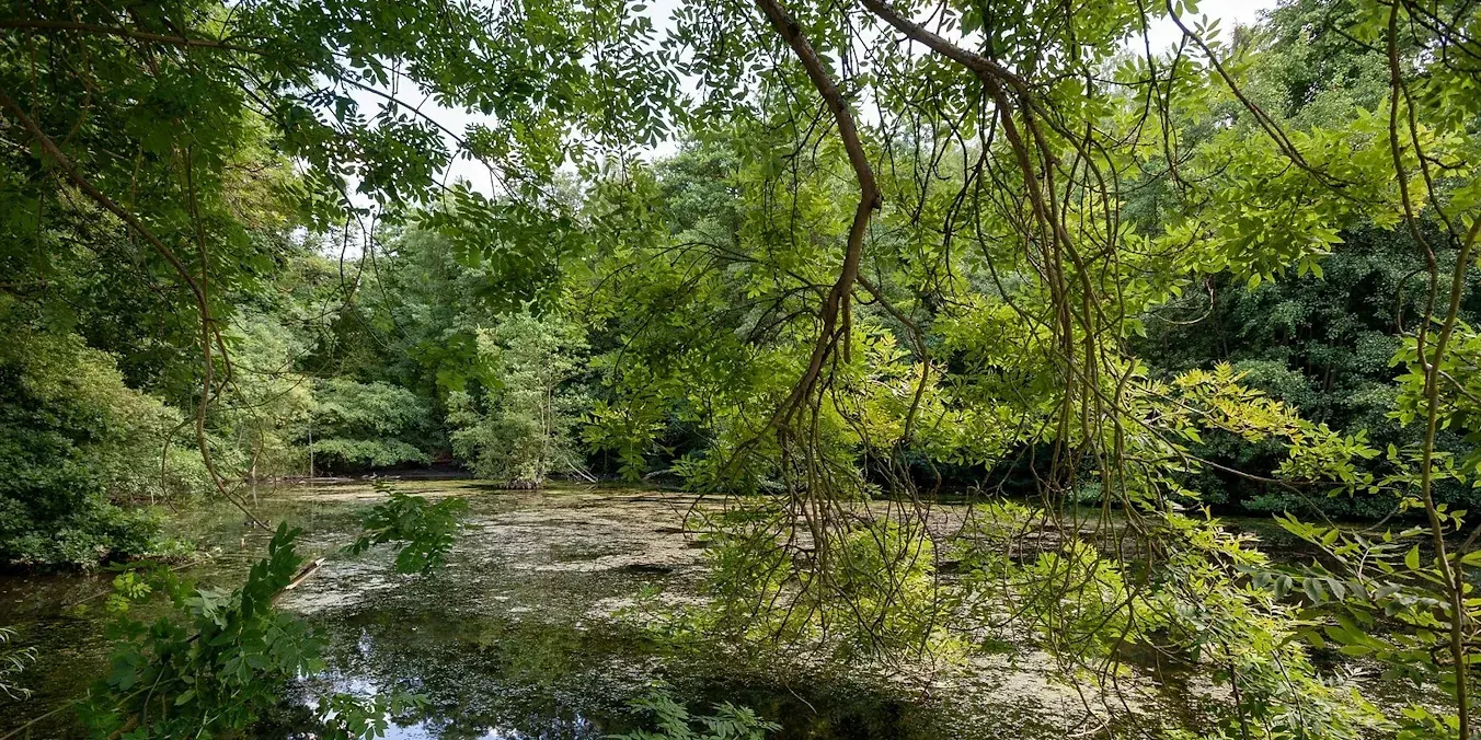 The C.S. Lewis Nature Reserve